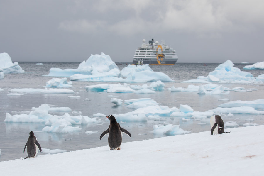 Ultramarine Wildlife