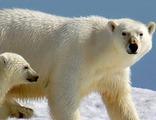 IJsberen Spitsbergen