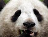 Panda in China