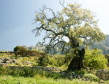 Spanje