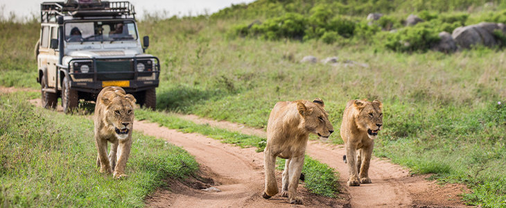 De mooiste wildlifebestemmingen ter wereld: dit is onze top 10!