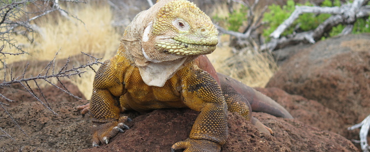 Bijzondere dieren op Galapagos