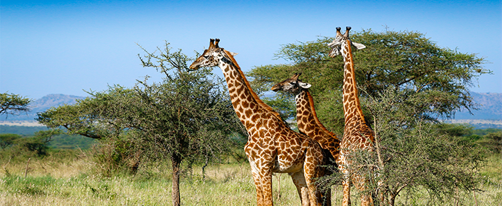 Wildlife: spot de mooiste wilde dieren!