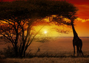 Krugerpark sunset gamedrive