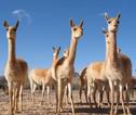 Lama's in Zuid-Amerika