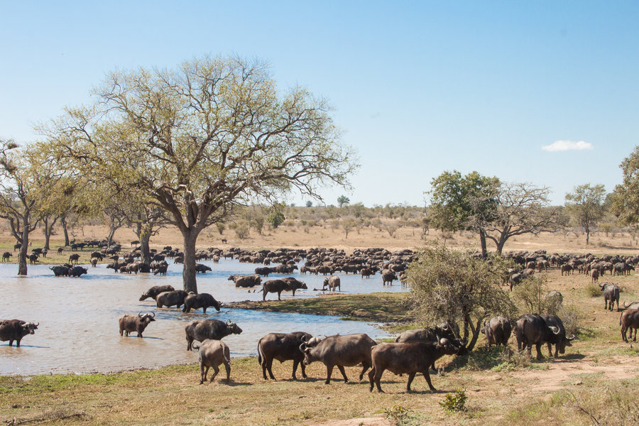 Kumana NP