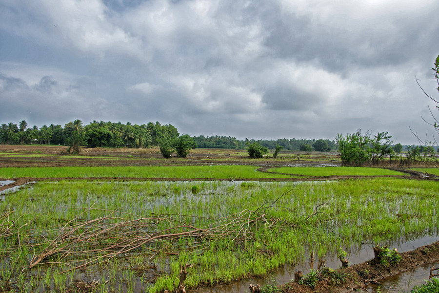 rice paddy