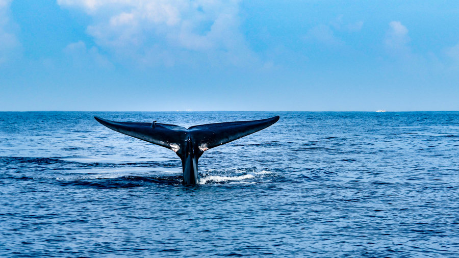 Whale watching