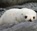 Zeehond Zuidpoolgebied