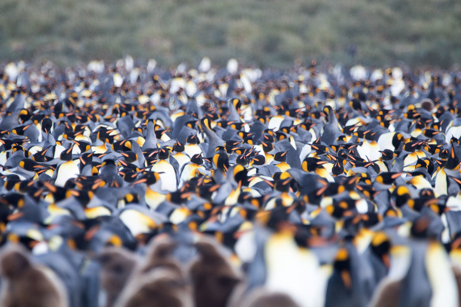 Pinguïns tot zover het oog reikt