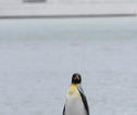 Pinguïn en water Zuidpool
