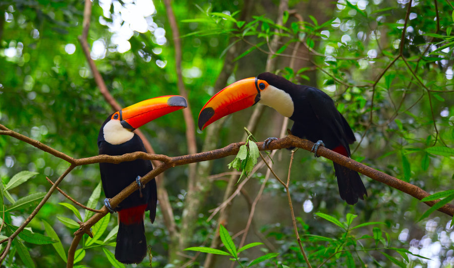 Amazone toekan