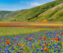 Castelluccio