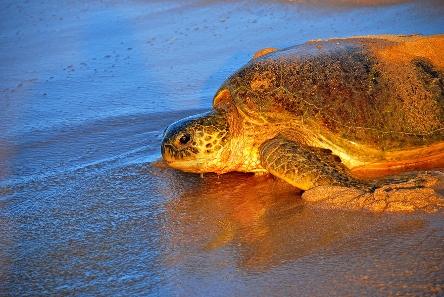 Schildpad