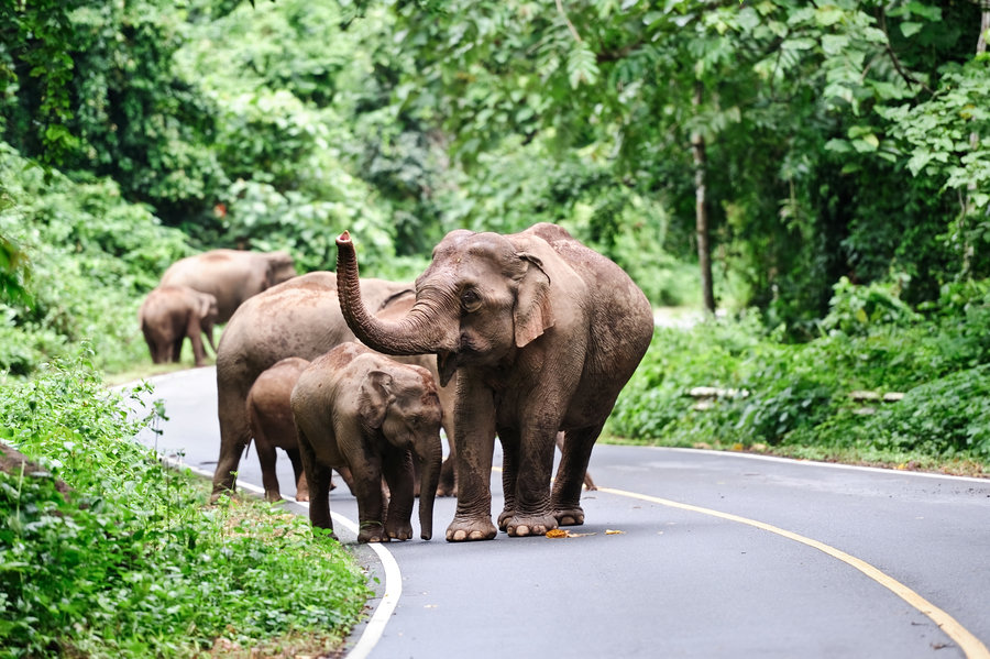 Thailand Khao Yai NP