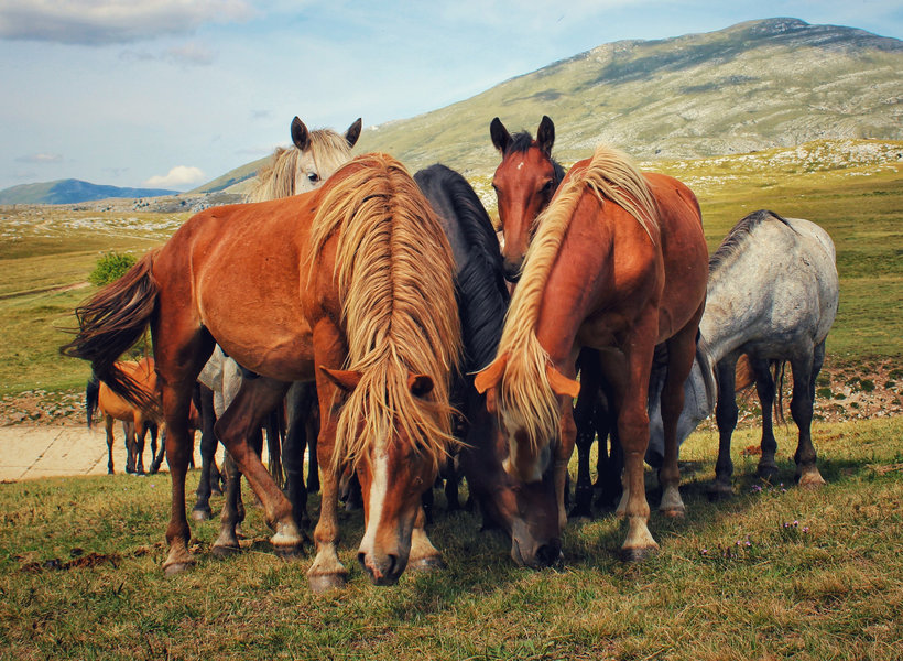 Livno, paarden