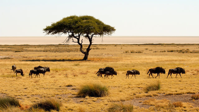 Etosha NP