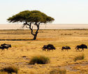 Etosha NP