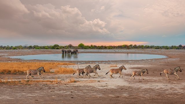 Etosha NP