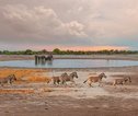 Etosha NP