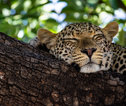 Etosha NP