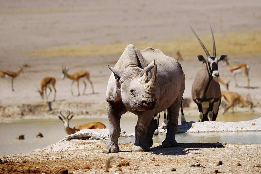 Etosha NP