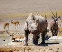 Etosha NP