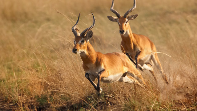 Okavango Delta