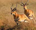 Okavango Delta