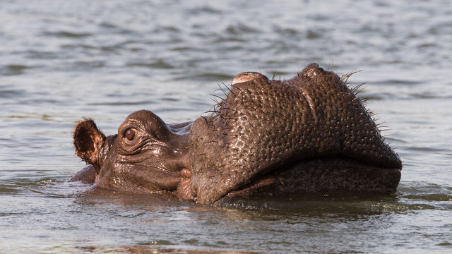 Okavango Delta