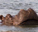 Okavango Delta