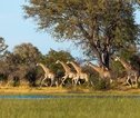 Okavango Delta