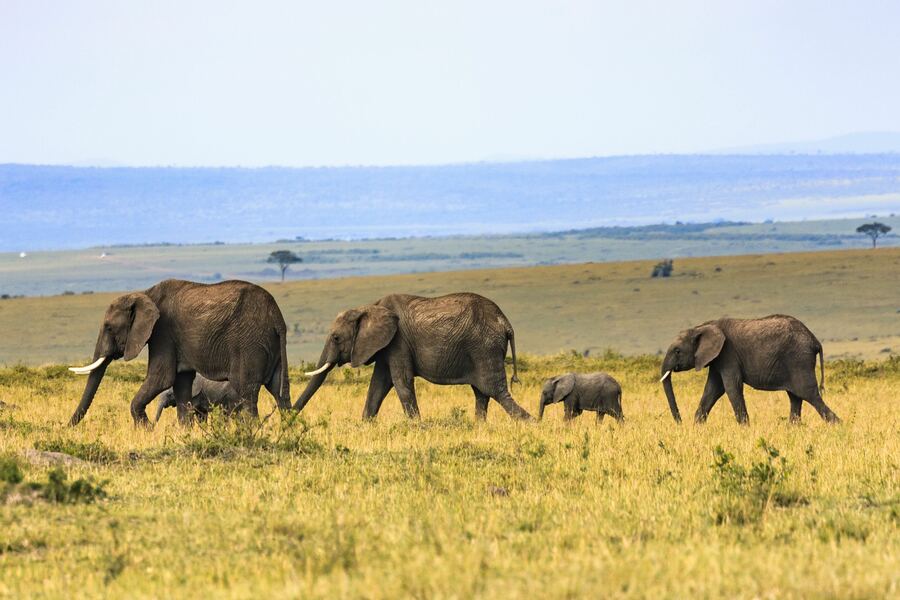 Rondreis Kenia en Tanzania