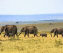 Rondreis Kenia en Tanzania