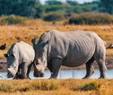 Rondreis Kenia en Tanzania
