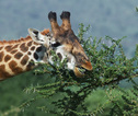 Rondreis Kenia en Tanzania