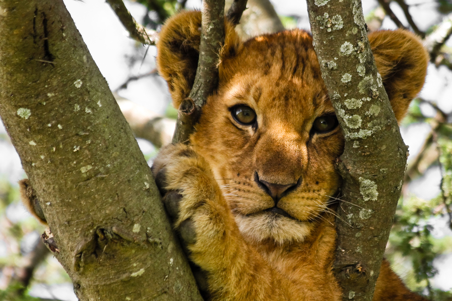 Rondreis Kenia en Tanzania