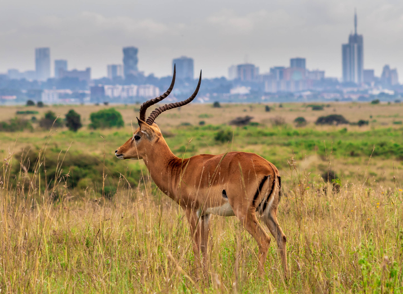 Rondreis Kenia en Tanzania