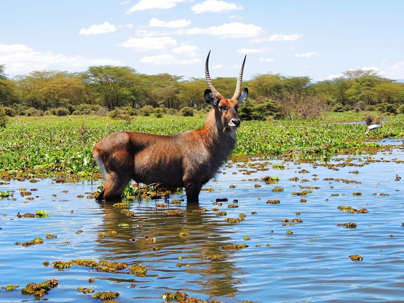 Rondreis Kenia en Tanzania