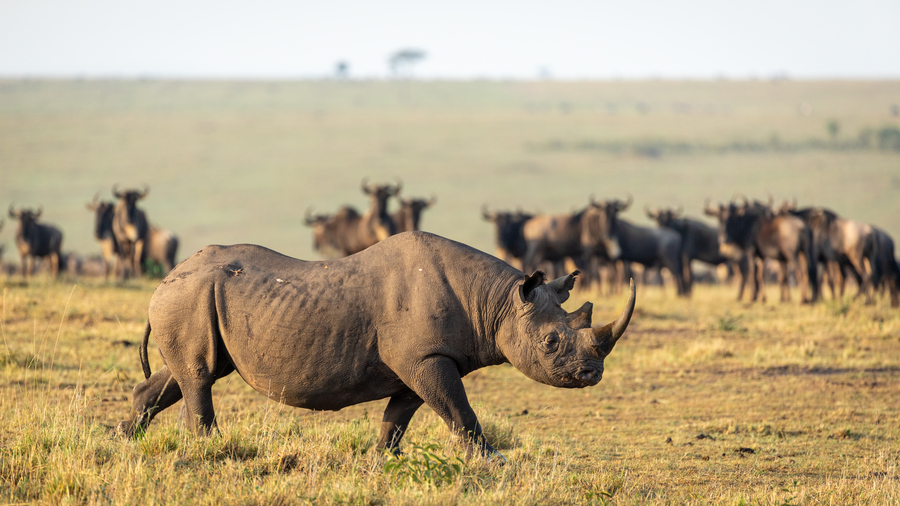 Rondreis Kenia en Tanzania