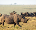 Rondreis Kenia en Tanzania