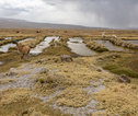 landschap