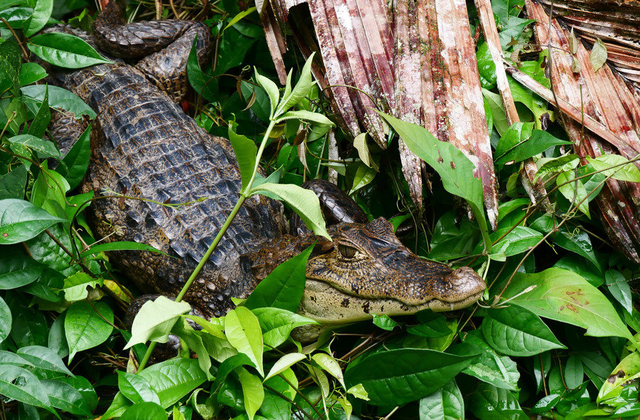 Wildlife Costa Rica