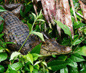 Wildlife Costa Rica
