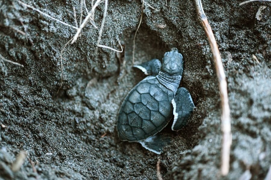 Schildpad