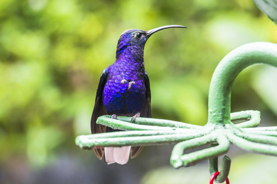 Blue hummingbird