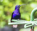 Blue hummingbird