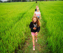 Rijstvelden Thailand