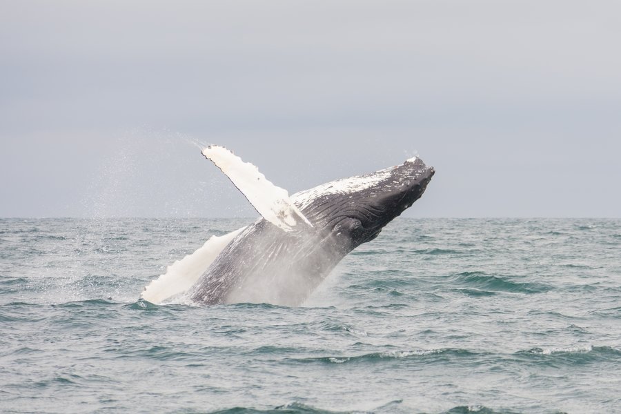 Whalewatching Eyjafjördur