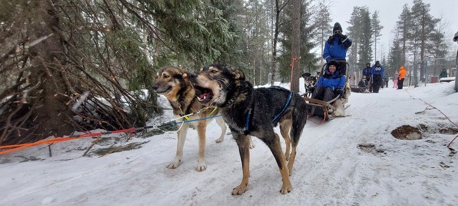 Huskytocht Lapland